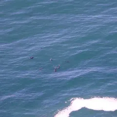 Harbour Porpoise thumbnail 2