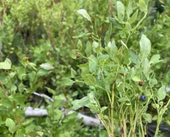 common bilberry thumbnail 3