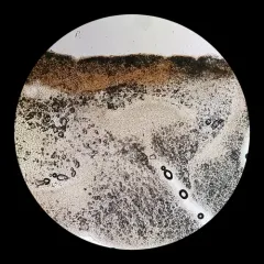 Pseudomarasmius pallidocephalus thumbnail 4