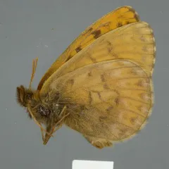 Alberta Fritillary thumbnail 1