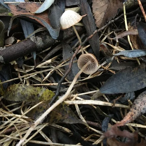 rootlet brittlestem