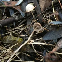 rootlet brittlestem thumbnail 1