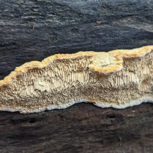 Deer-colored Trametes