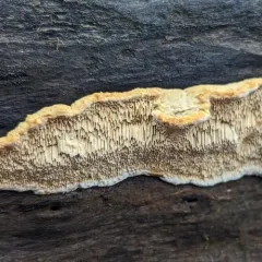 Deer-colored Trametes thumbnail 1