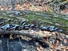 Ear fungus thumbnail 2