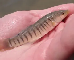 Striped Killifish thumbnail 3