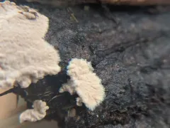 Corticium canfieldii thumbnail 4