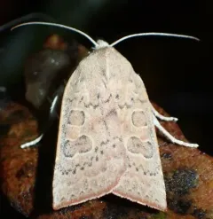 Red-winged sallow thumbnail 3