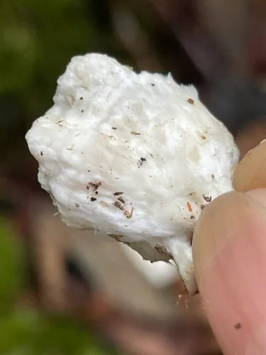 Postia ceriflua