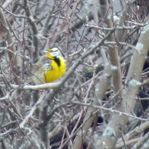 Eastern Meadowlark