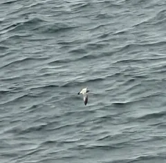 Fork-tailed Storm-Petrel thumbnail 3