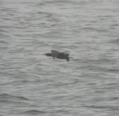 Great Cormorant thumbnail 2