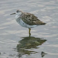 Ruff thumbnail 2