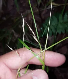 Flattened Oatgrass thumbnail 3