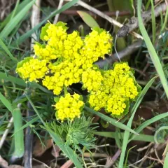 Foothill desert-parsley thumbnail 2