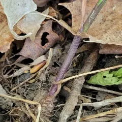 Smith's Melicgrass thumbnail 4