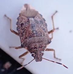 Podisus serieventris thumbnail 4