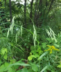 broad-glumed brome thumbnail 3