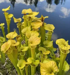 yellow pitcher plant thumbnail 4
