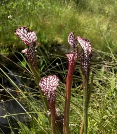 white pitcher plant thumbnail 4