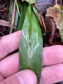 Cosmopterix clemensella thumbnail 3