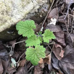 common motherwort thumbnail 3