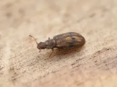 Cartodere bifasciata thumbnail 2
