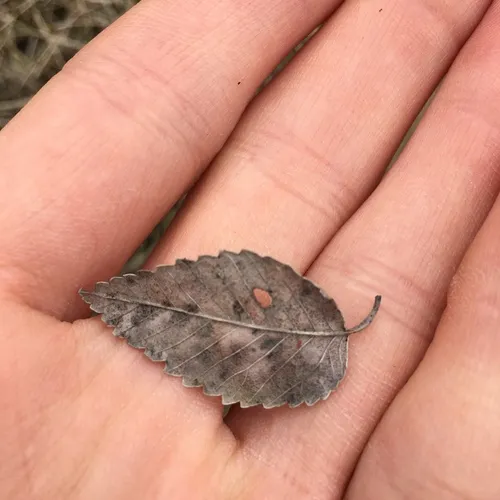 Siberian elm