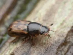 Pardalosus pardalis thumbnail 3