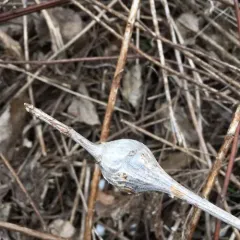 Goldenrod Gall Fly thumbnail 2