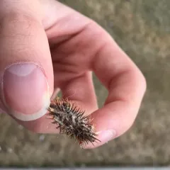 rough cocklebur thumbnail 3