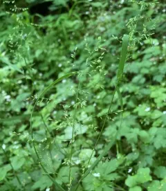 Rough Meadow-grass thumbnail 3