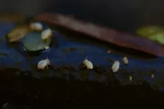 Sminthurides aquaticus thumbnail 4