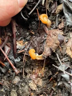 Manzanita Butter Clumps thumbnail 2