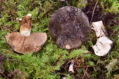 Calonarius oliveopetasatus thumbnail 4