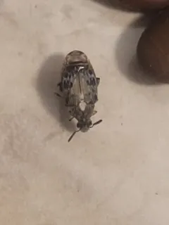 Megabruchidius dorsalis thumbnail 3