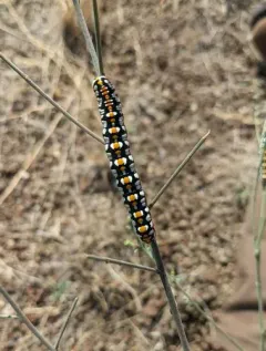 Cucullia dorsalis thumbnail 2