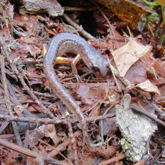 Ensatina thumbnail 3