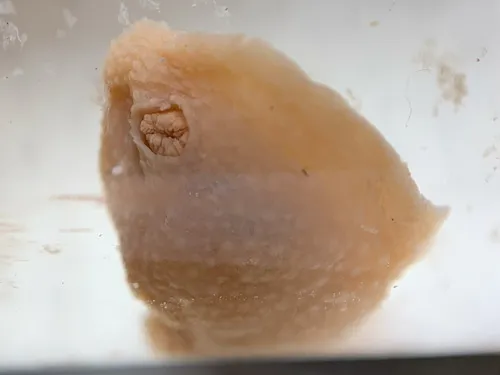 Aldisa zetlandica