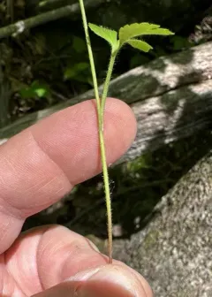 rock buttercup thumbnail 2