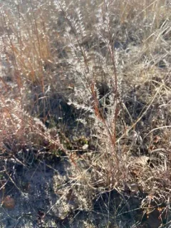 Seaside Bluestem thumbnail 3