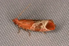 Epinotia madderana thumbnail 3