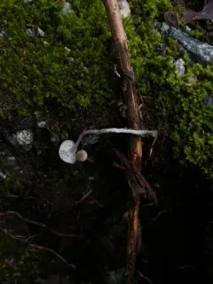 slender navel thumbnail 3