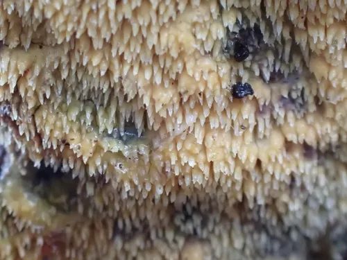 Mycoacia fuscoatra