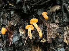 Manzanita Butter Clumps thumbnail 3