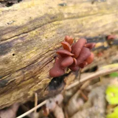 Dacryopinax elegans thumbnail 4