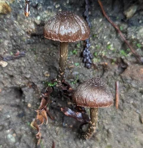 greenfoot fibrecap