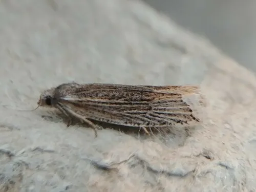 Eucosma ambodaidaleia