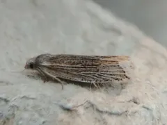 Eucosma ambodaidaleia thumbnail 1