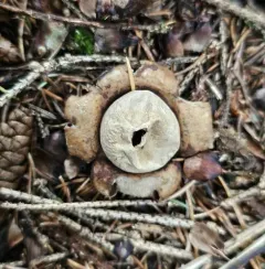 Collared Earthstar thumbnail 3